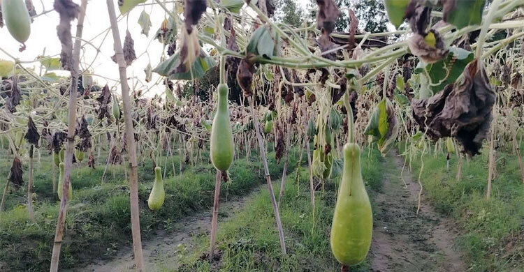 রাতের আঁধারে কৃষকের ৪০০ লাউ গাছ কেটে দিলো দুর্বৃত্তরা