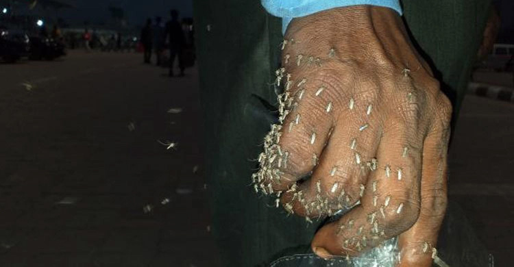 শাহজালাল বিমানবন্দরে মশা নিয়ন্ত্রণে কার্যকর ব্যবস্থা নিতে নির্দেশ