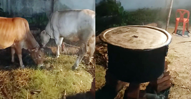 জিয়াউর রহমানের শাহাদাতবার্ষিকীতে বিএনপি নেতার জোড়া গরুর মেজবানি