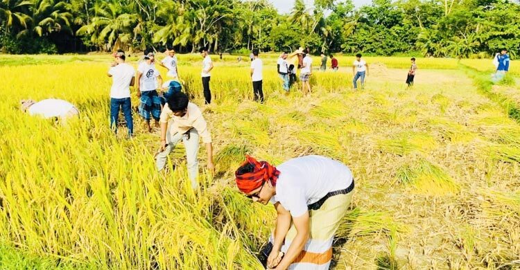 দুই কৃষকের ধান কেটে ঘরে পৌঁছে দিল ছাত্রলীগ
