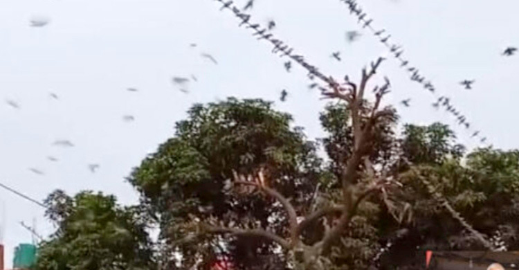 চড়ুই পাখির আবাসস্থল ধ্বংস করায় ব্যবসায়ীকে দশ হাজার টাকা জরিমানা