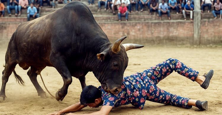 ষাঁড়ের লড়াই দেখতে এসে প্রাণ গেলো যুবকের