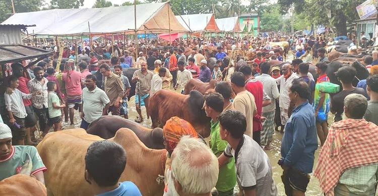 নরসিংদীতে জমে উঠেছে খাজনাবিহীন পশুর হাট, ক্রেতাদের ঢল