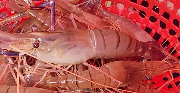 রাজু সরদারের পুকুর যেন এক প্রশিক্ষণ কেন্দ্র