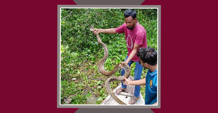 লোকালয় থেকে অজগর উদ্ধার, সুন্দরবনে অবমুক্ত
