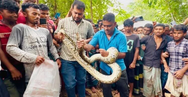 বসতঘরের সিলিং থেকে বিশাল আকৃতির অজগর সাপ উদ্ধার
