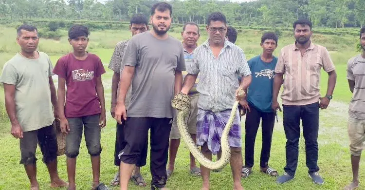 চা বাগান থেকে ১০ ফুট লম্বা অজগর উদ্ধার