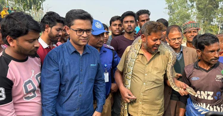 জারুল গাছের মগডালে ৮ ফুট লম্বা অজগর