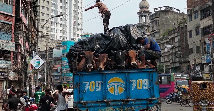 ট্রাকভর্তি আসছে গরু, পরিবার নিয়ে হাটে আসছেন ক্রেতারা