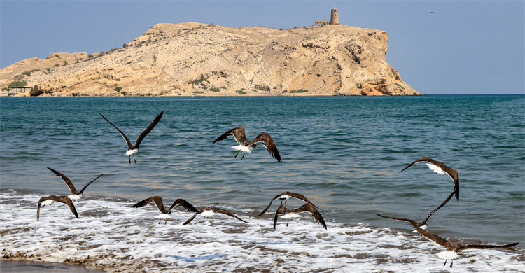 ওমানে নৌকাডুবি, তিন ফরাসি পর্যটক নিহত