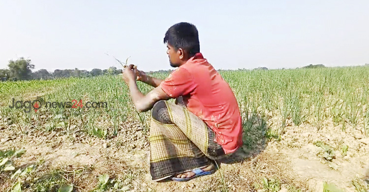মুড়িকাটা পেঁয়াজ রোপণে ব্যস্ত চাষিরা, সার-খরচ নিয়ে চিন্তা