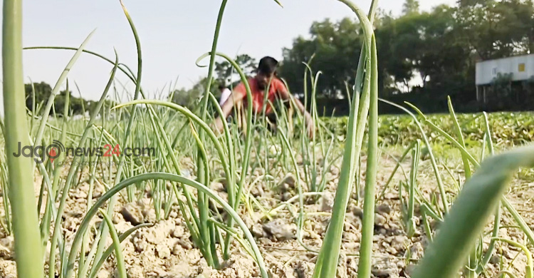 মুড়িকাটা পেঁয়াজ রোপণে ব্যস্ত চাষিরা, সার-খরচ নিয়ে চিন্তা