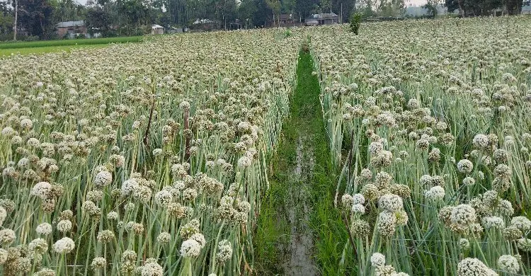 কুড়িগ্রামে পেঁয়াজ বীজ উৎপাদন, আশার আলো দেখছেন কৃষকেরা
