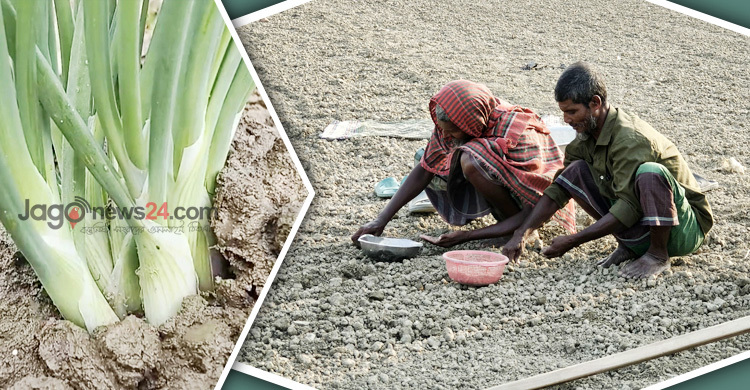 মুড়িকাটা পেঁয়াজ রোপণে ব্যস্ত চাষিরা, সার-খরচ নিয়ে চিন্তা