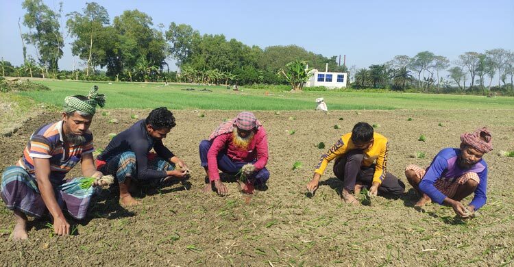 মাগুরায় আগাম পেঁয়াজ চাষে ব্যস্ত কৃষকেরা