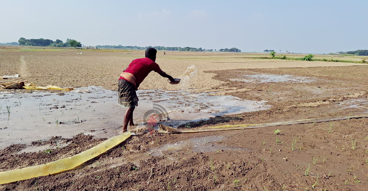 মুড়িকাটা পেঁয়াজ চাষ, মণ ২ হাজার করার দাবি