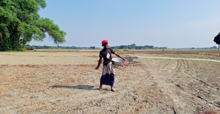 মুড়িকাটা পেঁয়াজ চাষ, মণ ২ হাজার করার দাবি