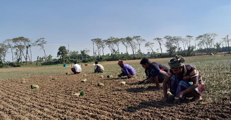 মাগুরায় আগাম পেঁয়াজ চাষে ব্যস্ত কৃষকেরা