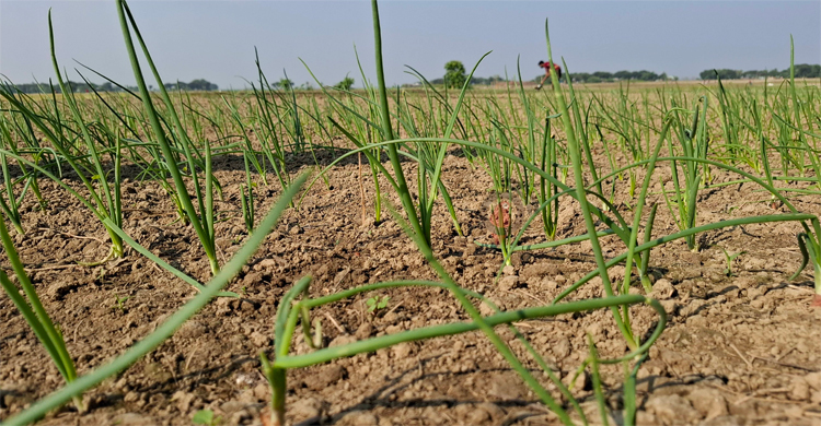 মুড়িকাটা পেঁয়াজ চাষ, মণ ২ হাজার করার দাবি