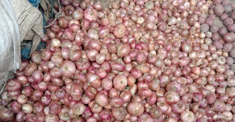 রাজশাহীতে রেকর্ড ফলনেও পেঁয়াজ চাষে লোকসান
