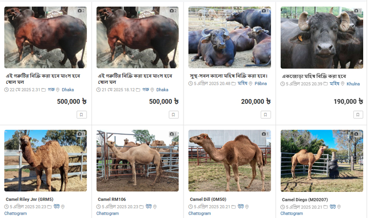 অনলাইনে চলছে পশু কেনাকাটা, আয়োজন নেই ই-ক্যাবের