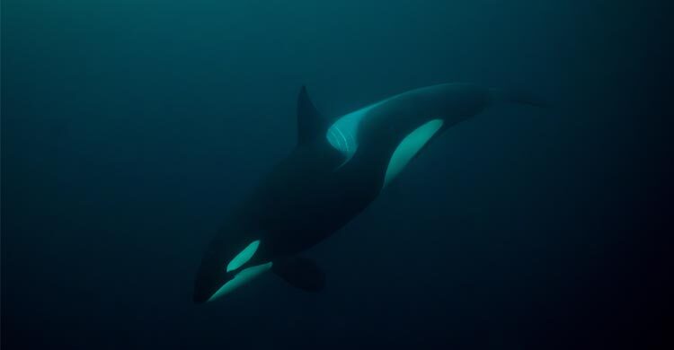 ওরকার হামলার ভাইরাল ভিডিও নিয়ে যা জানা গেলো