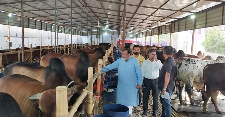 কোরবানিতে ৪ কোটি টাকার পশু বিক্রির টার্গেট সেলিম ওসমানের