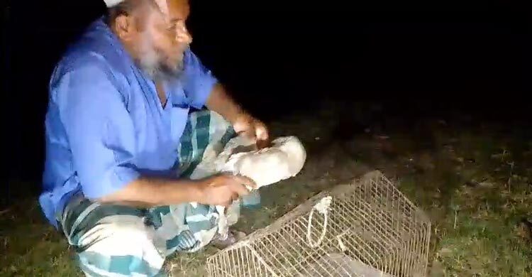 ফের ডানা মেললো জালে আটকা লক্ষ্মীপ্যাঁচা