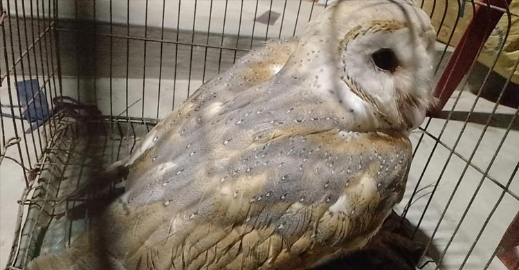 ফের ডানা মেললো জালে আটকা লক্ষ্মীপ্যাঁচা