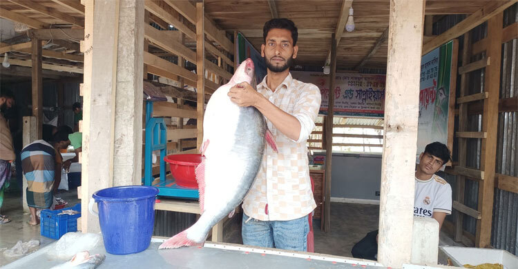 এক পাঙাশে বাজিমাত মানিক মিয়ার