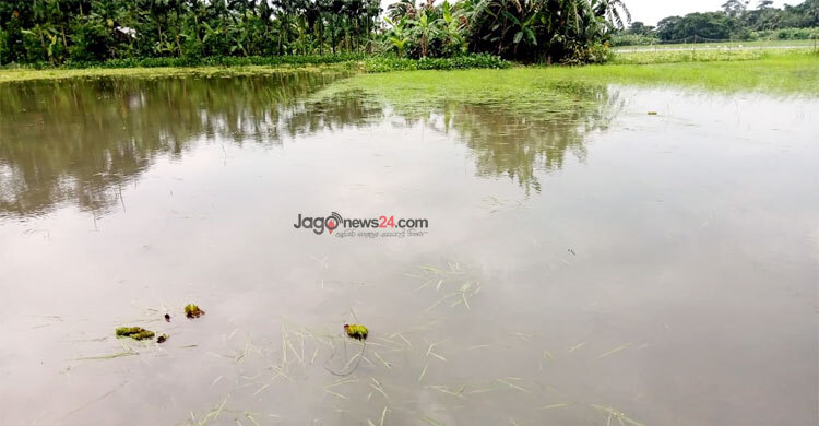 জোয়ারের পানি আটকে আমনের বীজতলা নষ্ট, কৃষকের হাহাকার