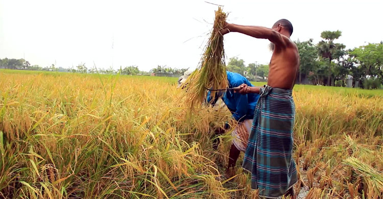 সংগঠন না থাকায় শ্রমিক বলেও গণ্য হন না কৃষকরা