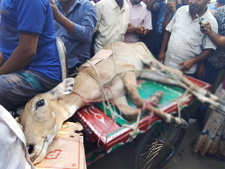 পঞ্চগড় সীমান্তে আহত নীলগাই উদ্ধার