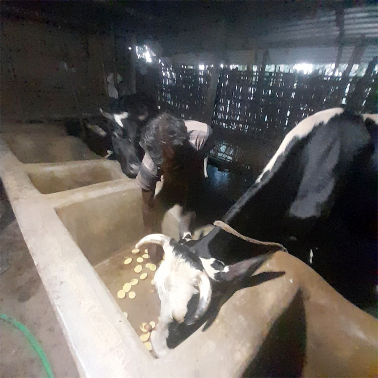 আলু এখন গরুর খাবার
