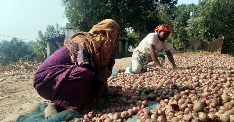 সংগঠন না থাকায় শ্রমিক বলেও গণ্য হন না কৃষকরা