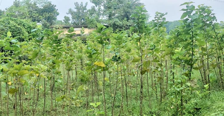 সোনালি অতীত হারিয়ে রেশম বীজাগার এখন ‘ভুতের’ ডেরা