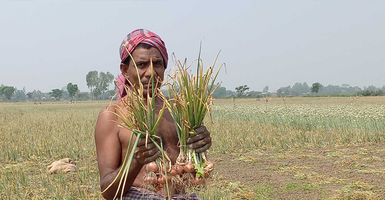 পেঁয়াজ উৎসবে কৃষকের মুখ ভার