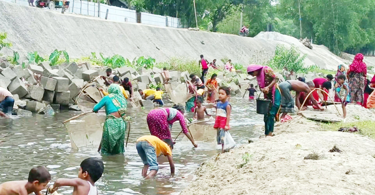 করতোয়ায় ভেসে উঠলো মরা মাছ, ধরতে ব্যস্ত এলাকাবাসী