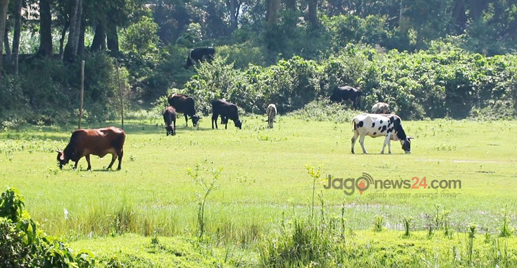মৎস্য প্রজনন কেন্দ্র এখন ‌গো-চারণ ভূমি