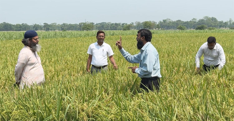 আখের সঙ্গে ধানচাষ, বদলে যাবে কৃষি অর্থনীতি