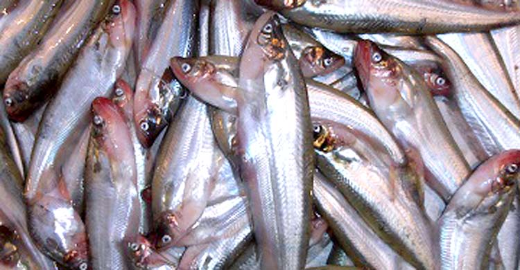 ভারতে চাহিদা বেড়েছে বাংলাদেশের পাবদা মাছের