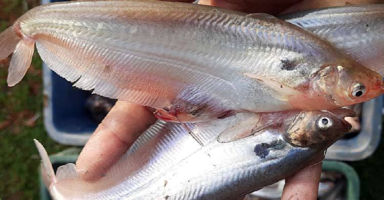 ভারতে চাহিদা বেড়েছে বাংলাদেশের পাবদা মাছের