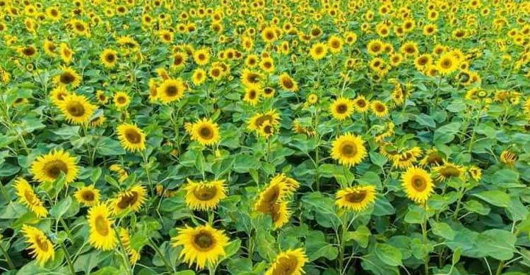 সবুজ মাঠে সূর্যমুখীর হলদে হাসিতে মুগ্ধ দর্শনার্থীরা