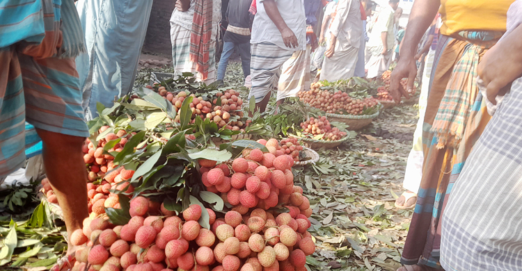 এক হাটে প্রতিদিন দেড় কোটি টাকার লিচু বিক্রি