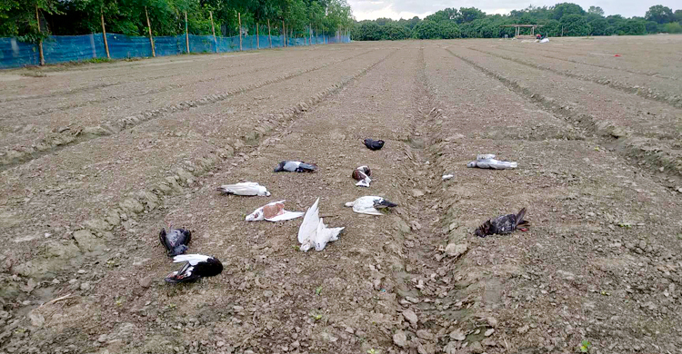 মুলাক্ষেতে বিষ মেশানো গম খেয়ে মারা গেলো অর্ধশত কবুতর