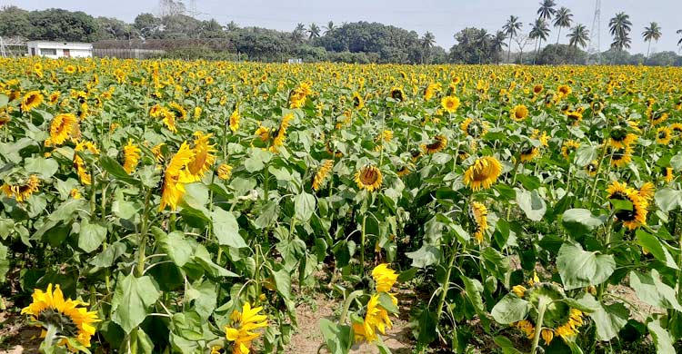 সবুজ মাঠে সূর্যমুখীর হলদে হাসিতে মুগ্ধ দর্শনার্থীরা