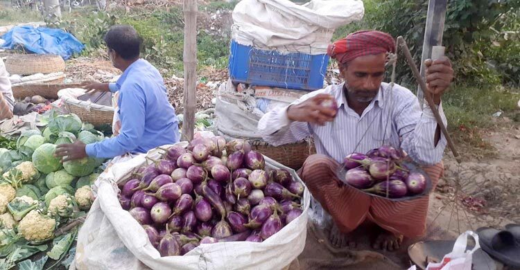 ঈশ্বরদীতে ৫ টাকা কেজি বেগুন