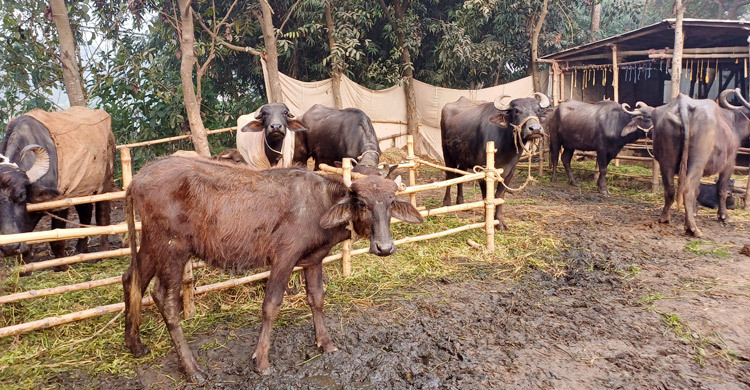 মহিষের বাণিজ্যিক খামারে দ্বিগুণ লাভে ভাগ্য বদলাচ্ছে খামারিদের