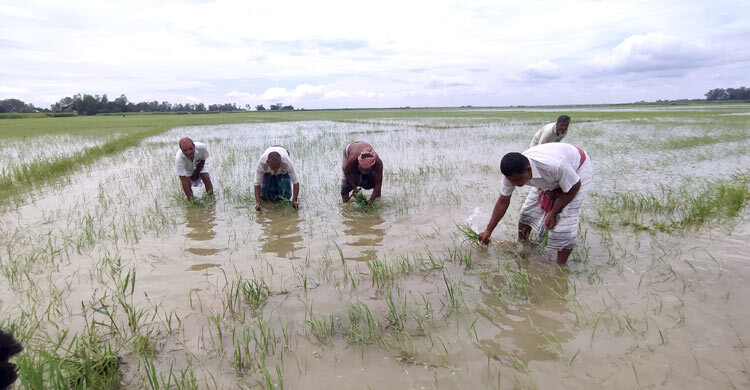 স্লুইস গেটের পানি ছাড়লেন ইউএনও, ধানক্ষেত ডুবে ‍বিপাকে চাষিরা