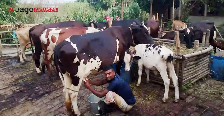 বর্ষায় দুধ উৎপাদন অর্ধেক, খাবারের খরচ মেটাতে হিমশিম খামারিরা